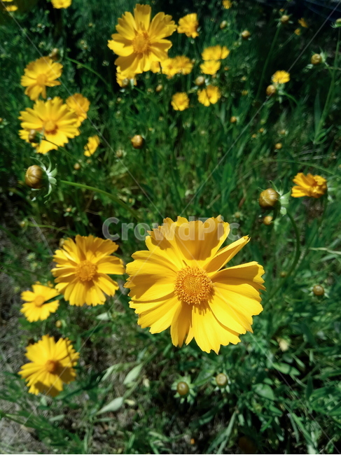 코스모스,꽃,노란꽃,노란코스모스,가을꽃,cosmos,식물,초록,flower,yellowflower,yellowcosmos,fall,plant,들꽃,green,greemery,gardening