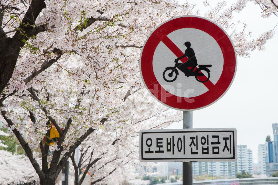 벚꽃길,벚꽃,표지판,오토바이,진입금지,봄,봄꽃,나들이,벚꽃축제,벚나무,하얀길,따스함,벚꽃꽃말,벚꽃명소,벚꽃개화시기,순결,봄,계절,spring,season