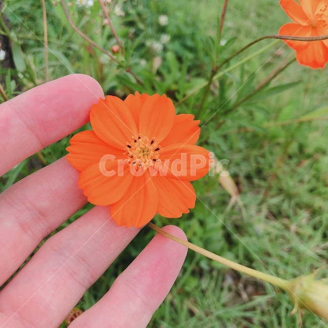 plant,식물,blossom,꽃,flower