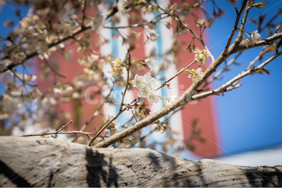 봄,꽃,매화,자연,풍경,담벼락,spring,flower,nature,beauty,봄,계절,spring,season,식물,자연,plants,nature,꽃,flower,plant