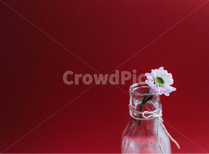 꽃,소국,국화꽃,유리병,화병,꽃,flower,실내용화초,화분,화초,house plant