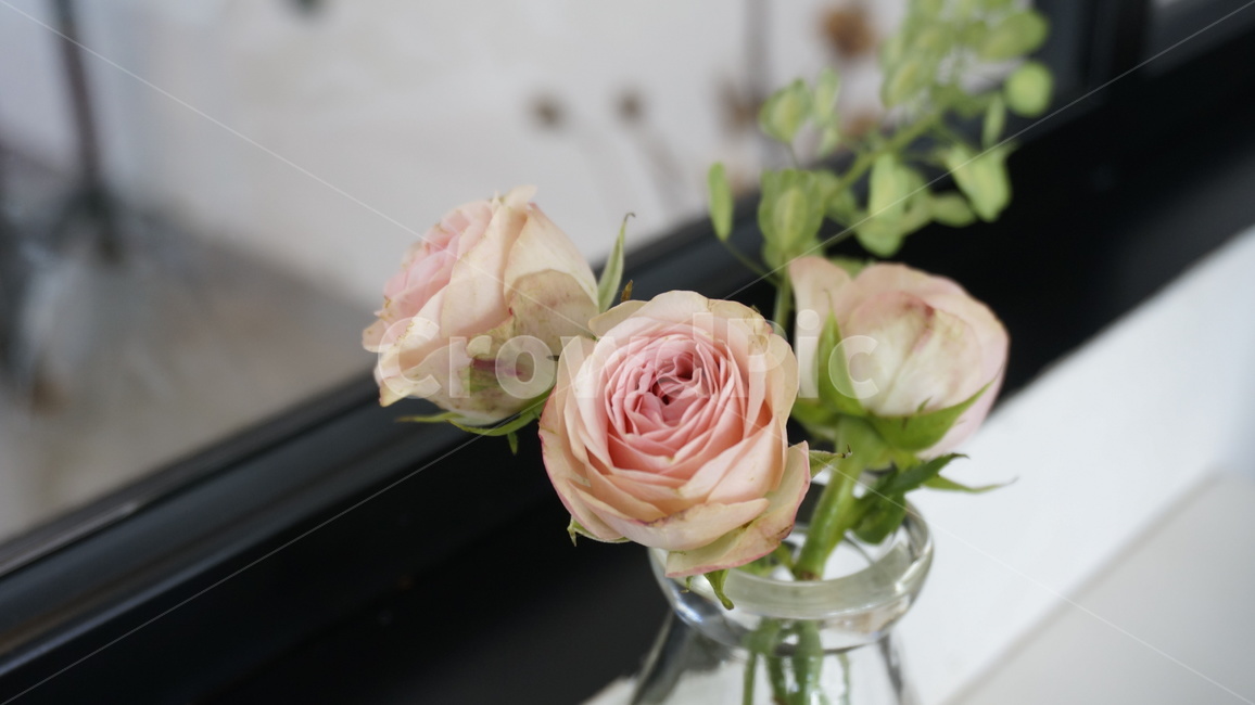 장미,꽃,화병,꽃꽂이,장식,rose,vase,flower,flowerarrangement,식물,자연,plants,nature,꽃,flower