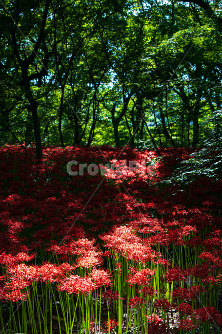 plant,식물,leaf,잎,tree,나무,꽃무릇,식물,자연,plants,nature,꽃,flower
