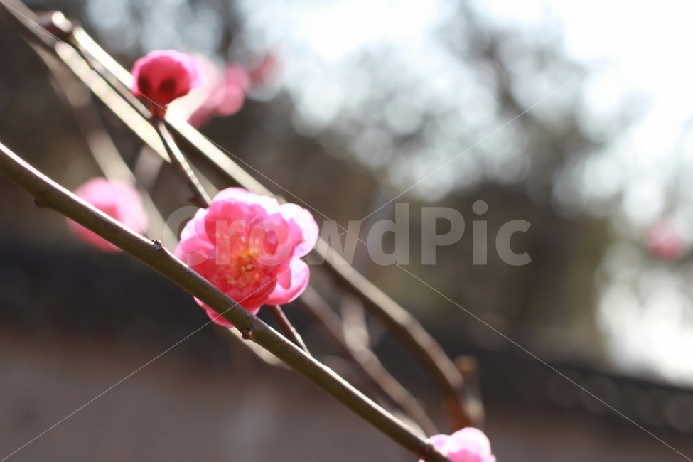 경기전,홍매화,봄,꽃,flower,canon,100d,dslr,스냅,picture,봄,계절,spring,season,식물,자연,plants,nature,꽃,flower,plant,blossom,bud,싹,sprout,새싹