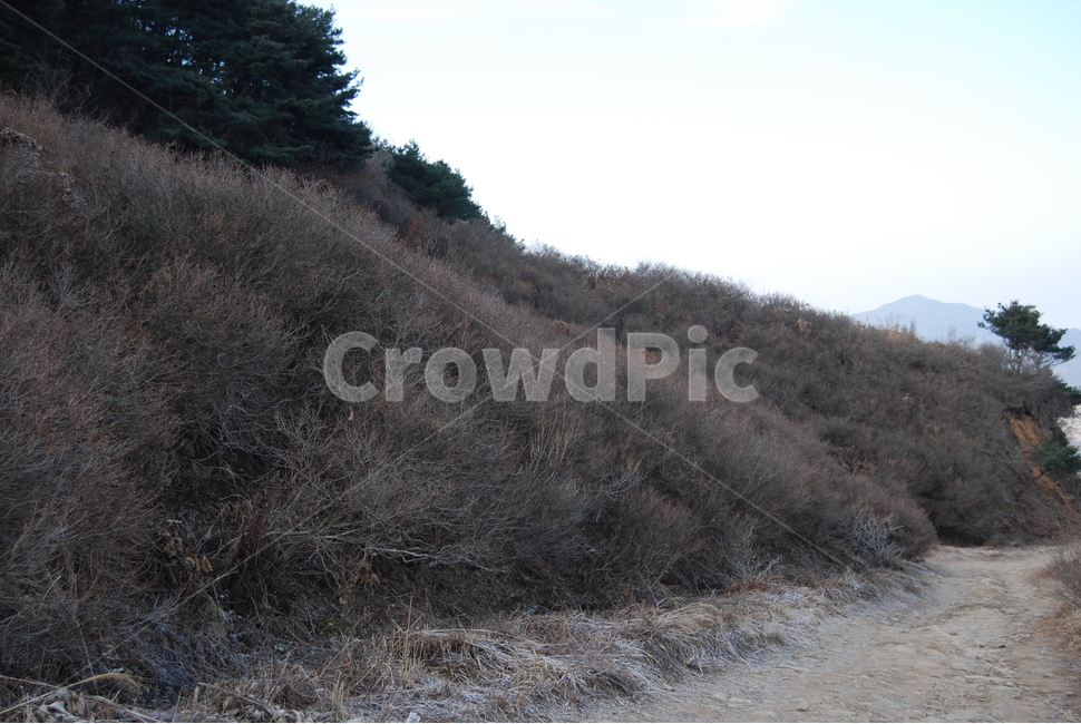 나무,tree,길,way,nature,자연,풍경,nature,landscape,한국자연풍경,한국자연경관,korea nature landscape,slope,경사,outdoors,옥외,field,들,grassland,목초지