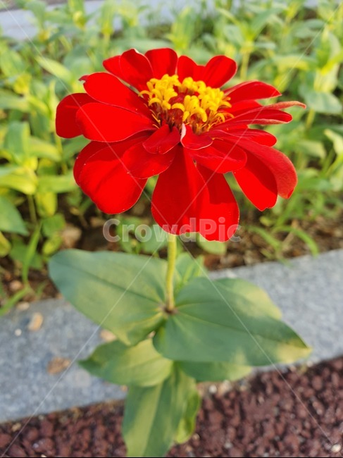 꽃,백일홍,식물,여름꽃,빨간꽃