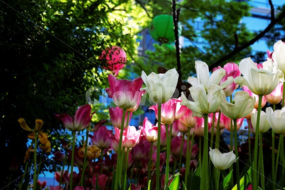 봄,봄꽃,화사함,자연,행복,힐링,bloom,colorful,floral,flower,gardenflowers,happymind,life,nature,plant,spring,식물,자연,plants,nature,꽃,flower