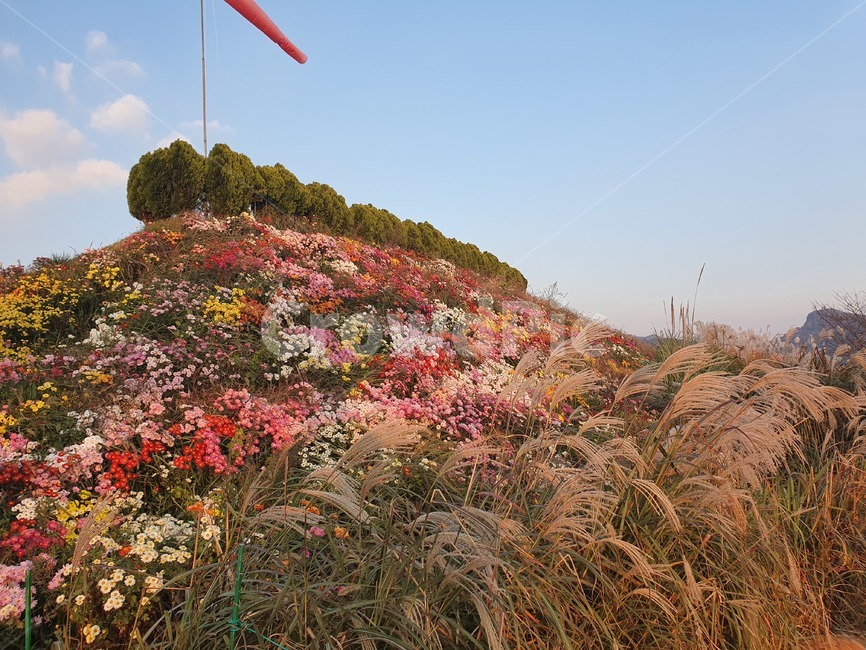 깃발,flag,가을국화동산,식물,가을축제
