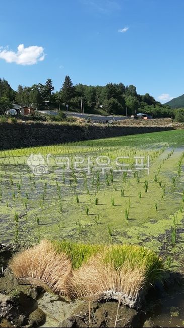 bed,blue sky,countryside scenery,planting rice,In May,cloud,rice farming,farming,weather,cottage,sight,Agriculture,Emotion,duckweed,sky,Rural,nature,countryside,tree,rice seedlings,outdoor,background,Sunny