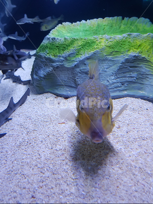 물고기,고기,물,생물,바다,파란색,이끼,평온함,동물,animal,어류,물고기,fish
