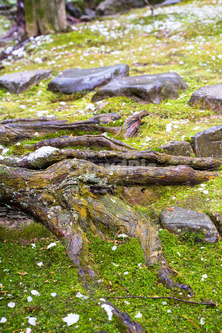 뿌리,이끼,돌,식물,자연,식물,자연,plants,nature