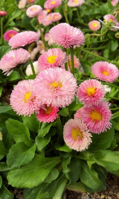 plant,식물,blossom,꽃,flower,분홍꽃,국화,국화꽃