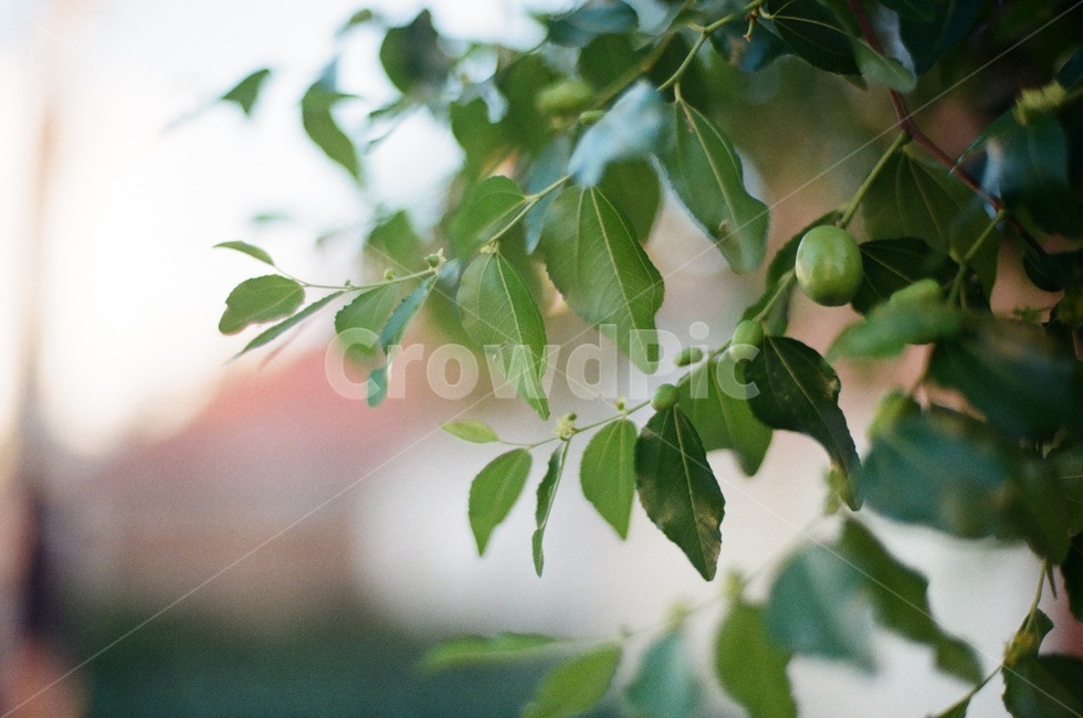 plant,식물,leaf,잎,대추나무,대추,과일,열매,fruit