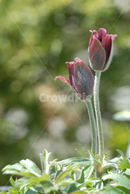 flower,꽃,식물,할미꽃,할머니꽃,야생화,식물,자연,plants,nature,꽃,flower