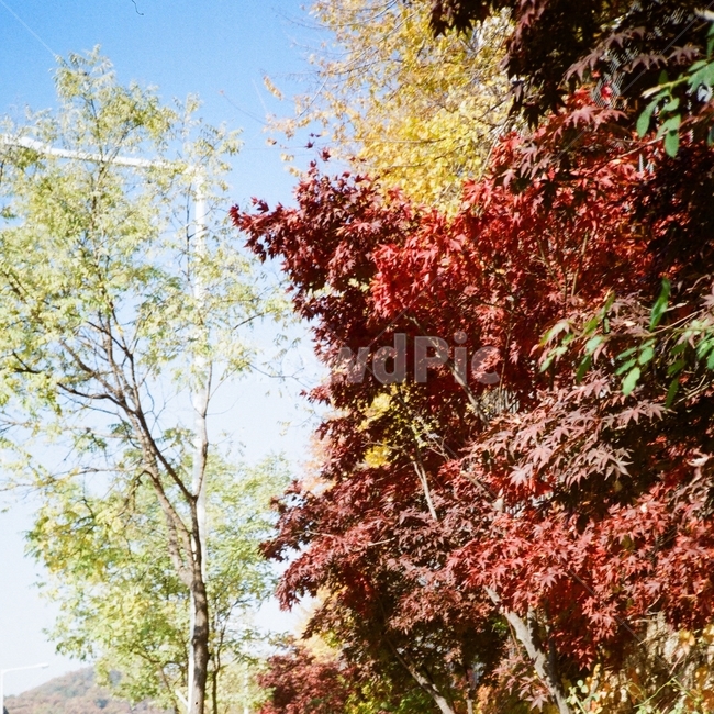 가을,하늘,나무,단풍,필름,가을,계절,fall,autumn,season,자연,풍경,nature,landscape,tree,plant,식물,leaf,잎