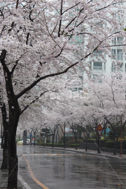 꽃,벚꽃,겹벚꽃,꽃나무,봄,봄비,sprng,계절,비,rain,rainy,빗방울,흐림,flower,벚꽃길