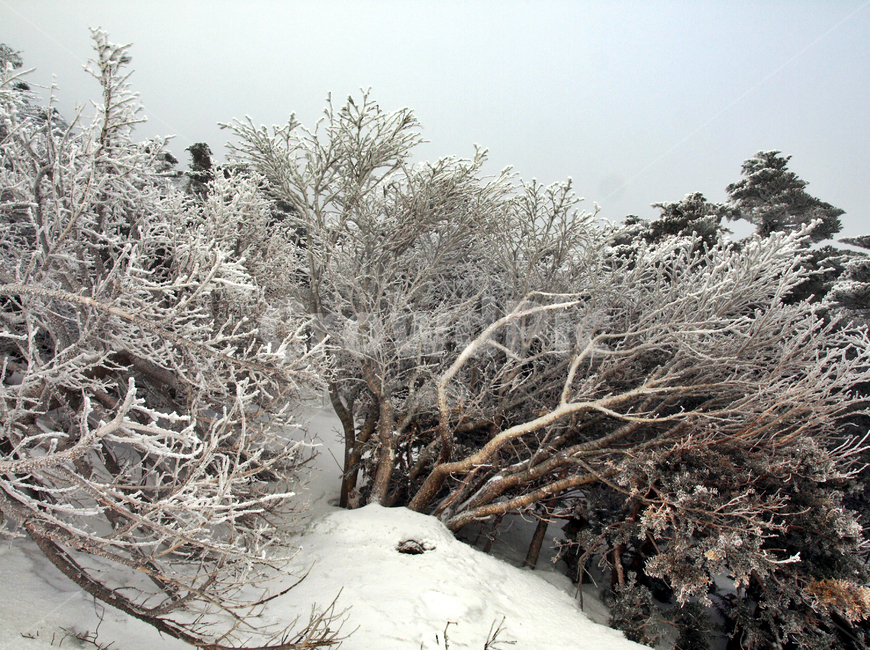 한라산,설화,눈꽃,눈,겨울,풍경,설원,설경,산,자연,제주도,겨울,계절,winter,season