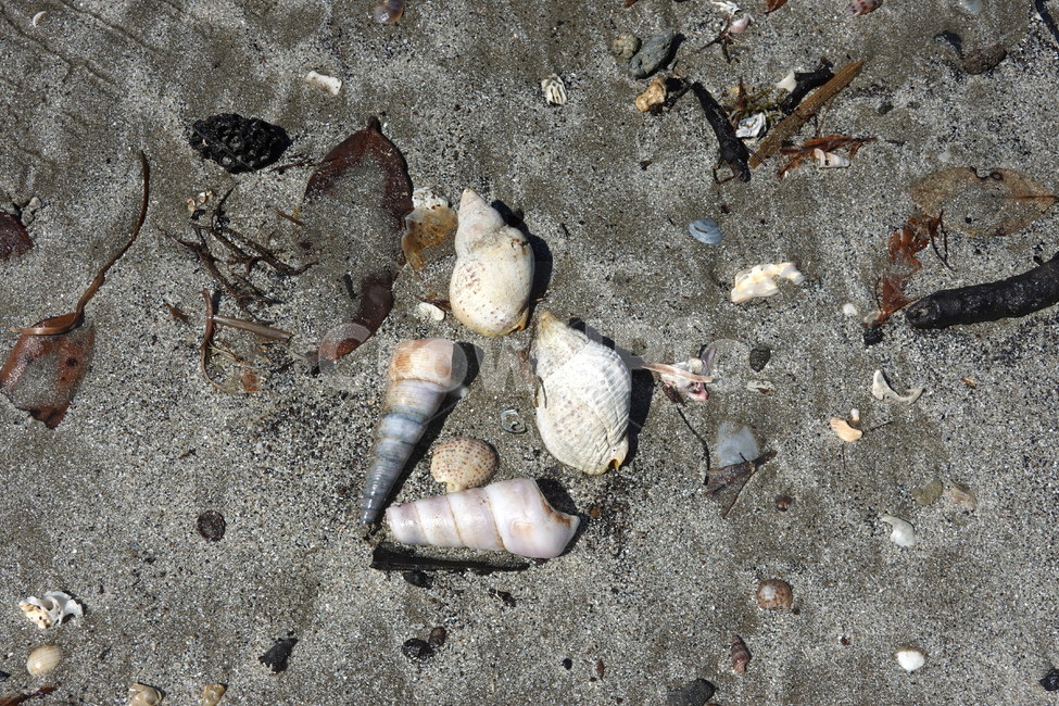shell,소라,바닷가,고둥,모래사장