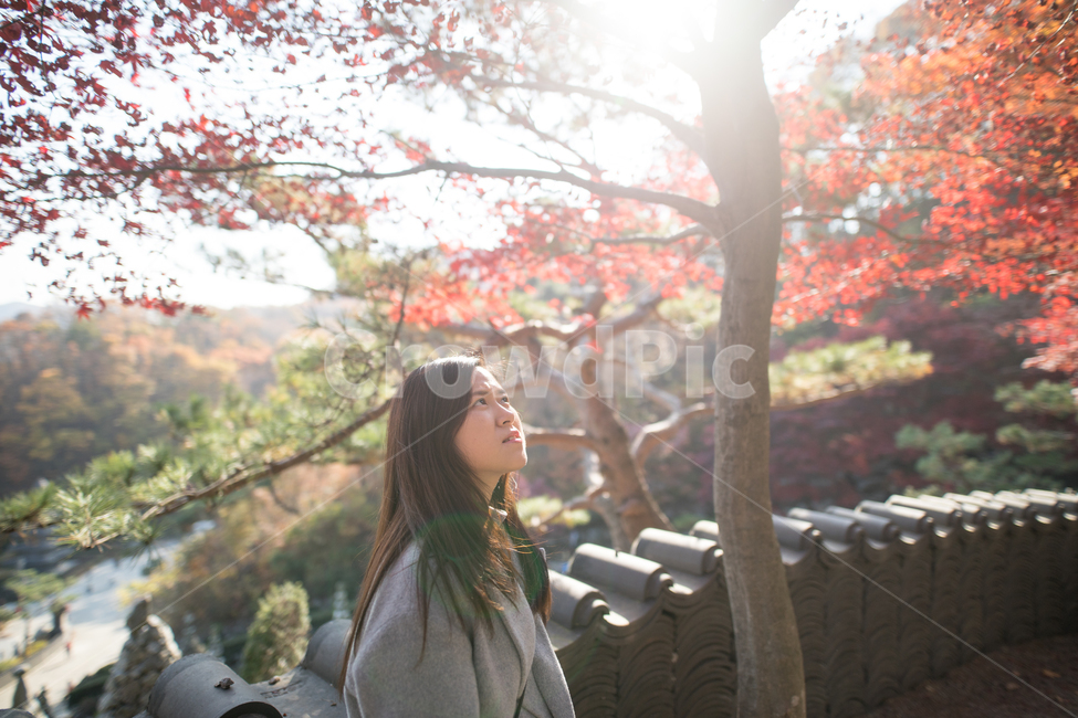 낙엽,햇살,단풍,나무,가을,사람,인간,여자,maple,tree,autumn,human,person,sunshine,woman,가을,계절,fall,autumn,season,사람,인물,인간,human,person,여성,여자,woman,female,lady