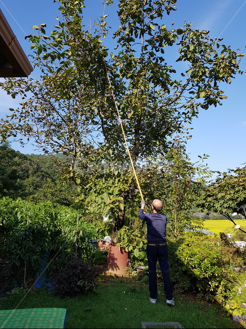 일하는남자,남자,나무,시골,man,work,tree,green,초록색,수확,나무막대기,장대,stick,country,인물,사람,인간,person,old
