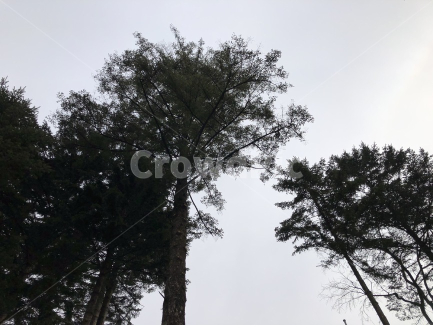 나무,자연,하늘,봄,초록색,식물,tree,소나무,푸르름