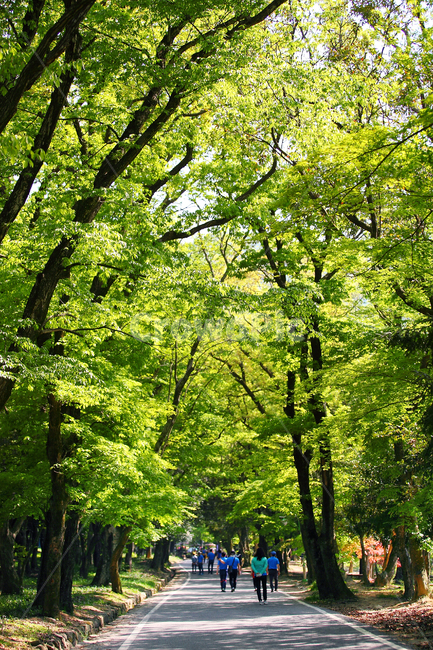 숲길,자연,걷기,휴식,건강,자연,풍경,nature,landscape,사람들,대중,군중,other people,crowd,tree,나무,plant,식물,tree trunk,나무 줄기,vegetation,초목,outdoors,옥외,forest,숲,woodland,삼림지,land,땅