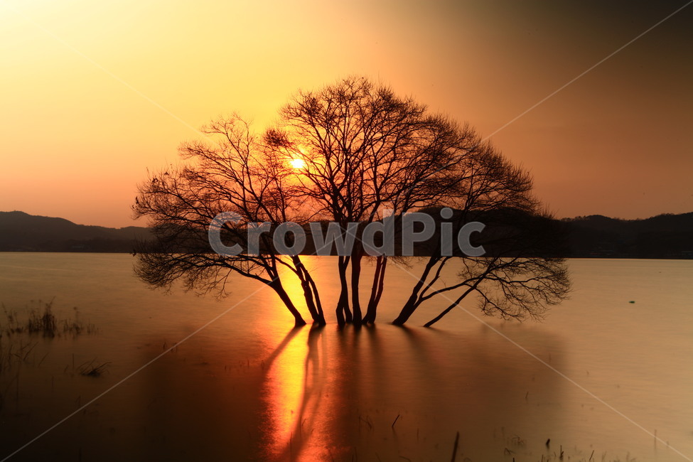 황금나무,반영사진,예당저수지,일몰,풍경,나무,식물,풍경사진,한국풍경,koreatree,lake,그림,자연,풍경,nature,landscape,한국자연풍경,한국자연경관,korea nature landscape,outdoors,옥외,sunset,dawn,새벽,sky,하늘,red sky,붉은 하늘,dusk,황혼