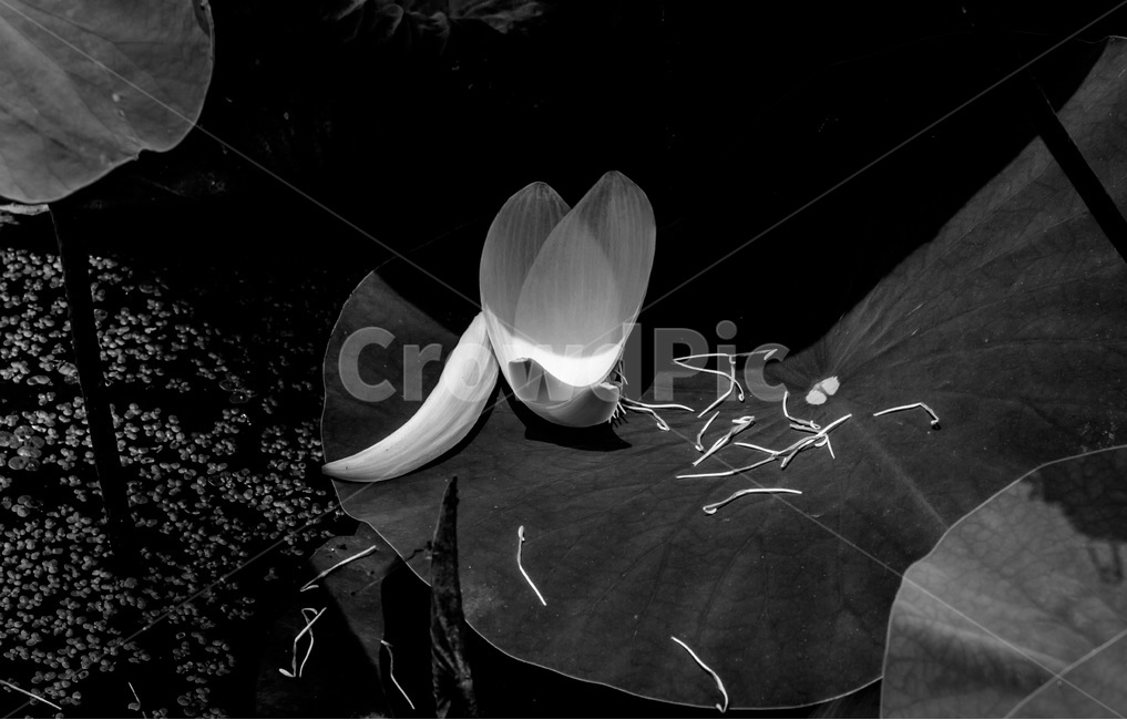 꽃잎,연잎,꽃술,낙화,습지,문양,식물,자연,plants,nature,꽃,flower,흑백,모노톤,monochrome,black and white