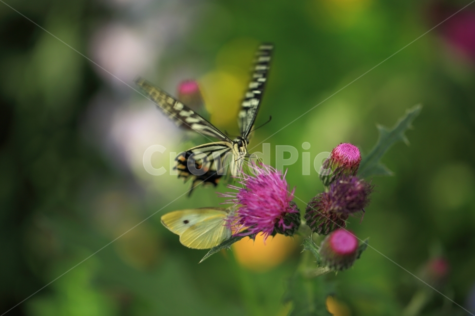 호랑나비,곤충,자연,풍경,엉겅퀴,식물,자연,plants,nature,꽃,flower,동물,animal,곤충,벌레,insect,bug