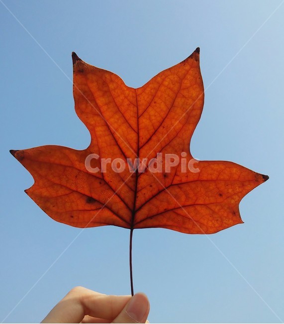 낙엽,단풍,가을,잎,leaf