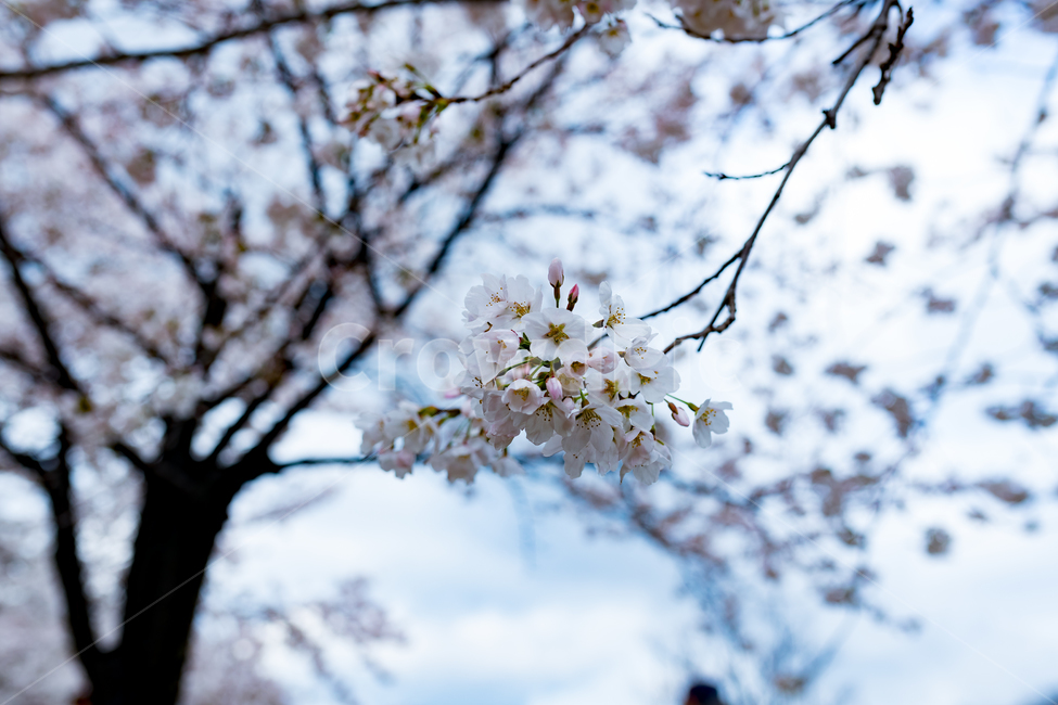 봄,자연,풍경,꽃,맑은날,봄,계절,spring,season,식물,자연,plants,nature,꽃,flower,plant,blossom