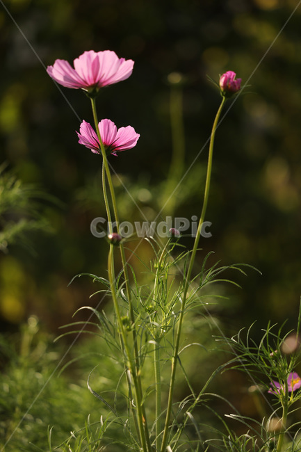 연분홍,가을,줄기,코스모스,자연,식물,자연,plants,nature,꽃,flower