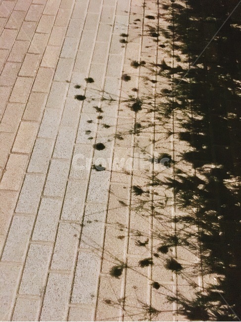 그림자,꽃,꽃그림자,거리,밤감성,감성,flower