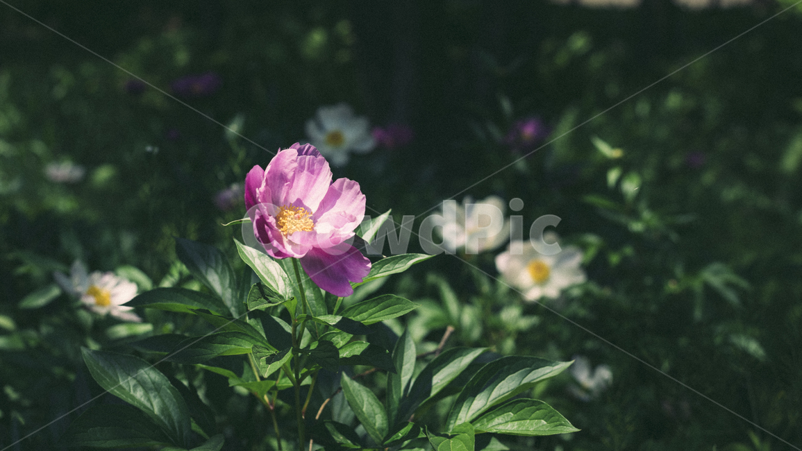 꽃,작약,자연,식물,화초,작약꽃,flower,plant,nature