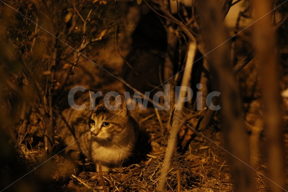 고양이,반려동물,유기묘,길냥이,애완동물,cat,pet,kitten,아기고양이,코숏,코리안숏헤어,동물,animal,캣맘,캣대디,동물,animal,고양이,cat,kitten,kitty,포유류,mammal