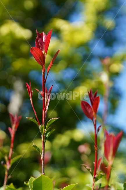 홍가시,하늘,정물,보케,근접촬영,식물,자연,plants,nature