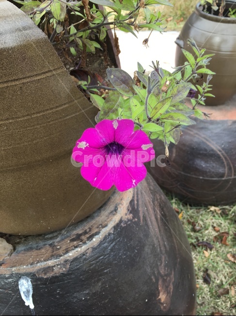 plant,식물,도기류,jar,항아리,식물,자연,plants,nature,꽃,flower