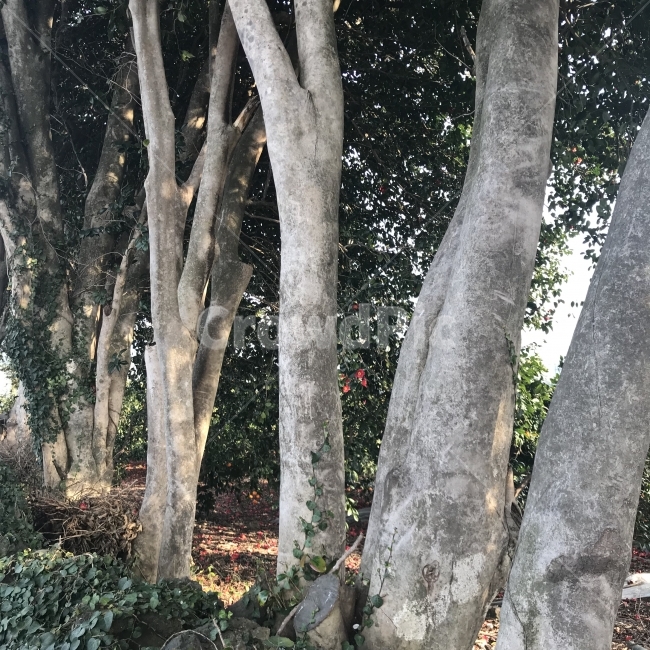 자연풍경,나무,꽃,숲속,초록,식물,자연,plants,nature,나무,trees,wood