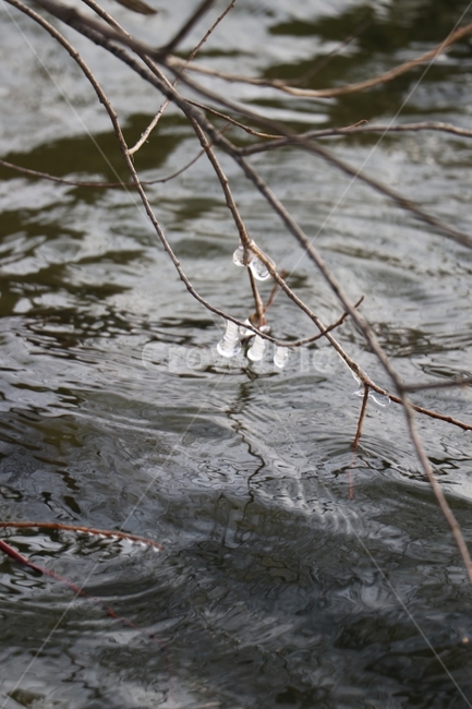 강,호수,얼음,나무,나뭇가지에매달린얼음,보석,겨울,겨울,계절,winter,season,식물,자연,plants,nature