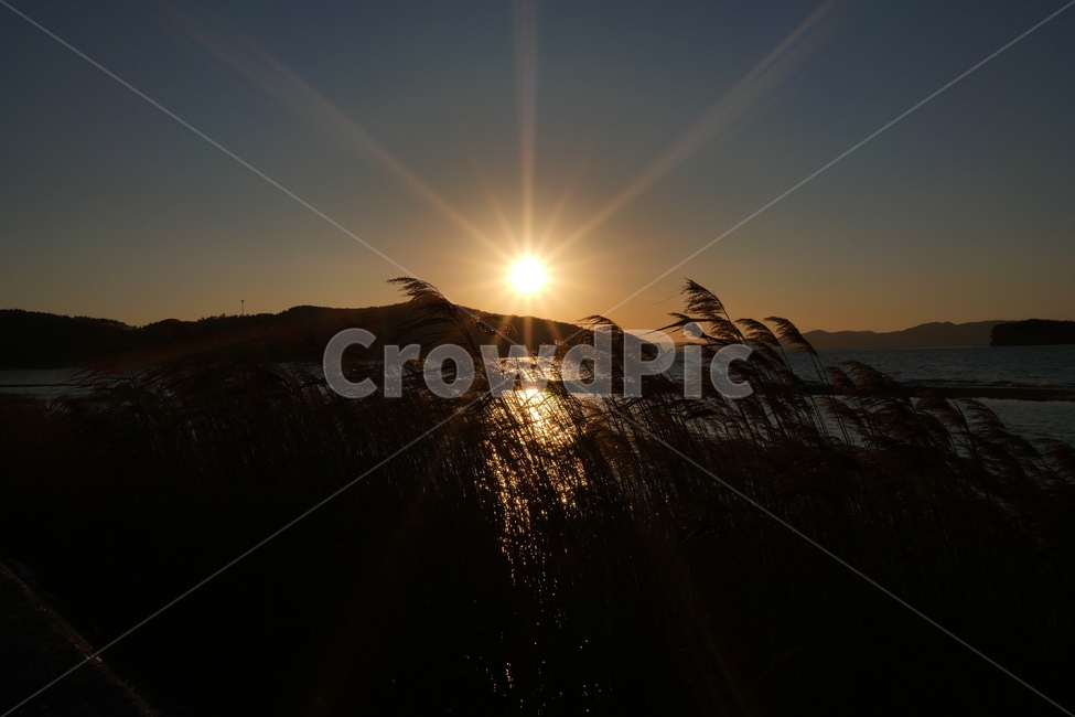 갈대,일몰,바다,하늘,서해,자연,풍경,nature,landscape,flare,플레어,light,빛