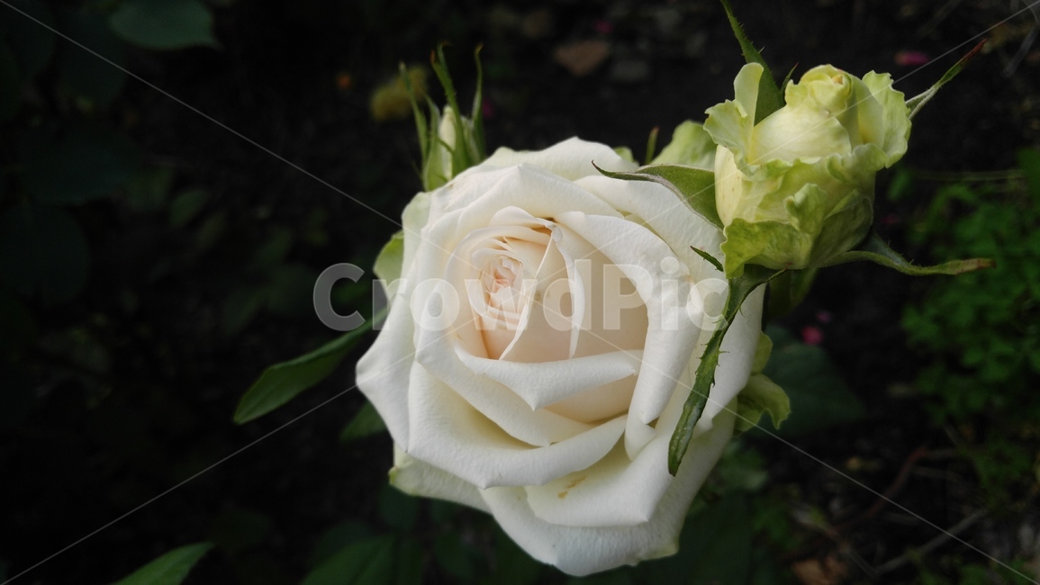 장미,꽃,흰꽃,백장미,식물,녹색,배경,감성,계절,rose,flower,whiteflowers,white,plants,green,background,emotional,season