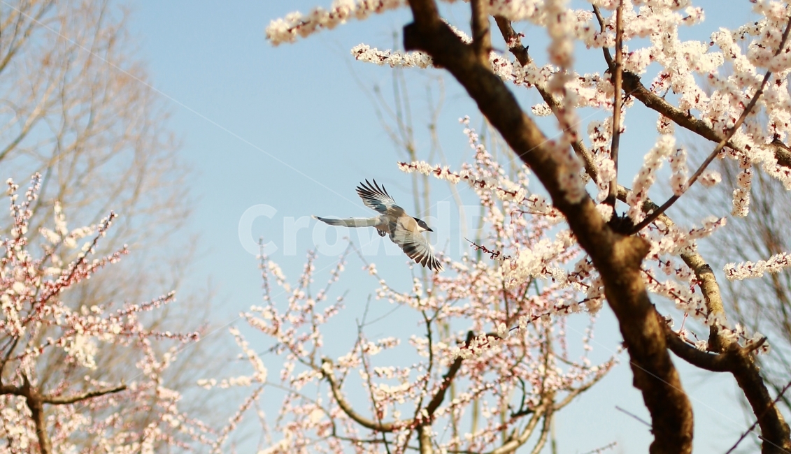 매화,봄,물까치,새,동물,매화꽃,봄,계절,spring,season,식물,자연,plants,nature,꽃,flower,동물,animal,조류,새,birds,bird