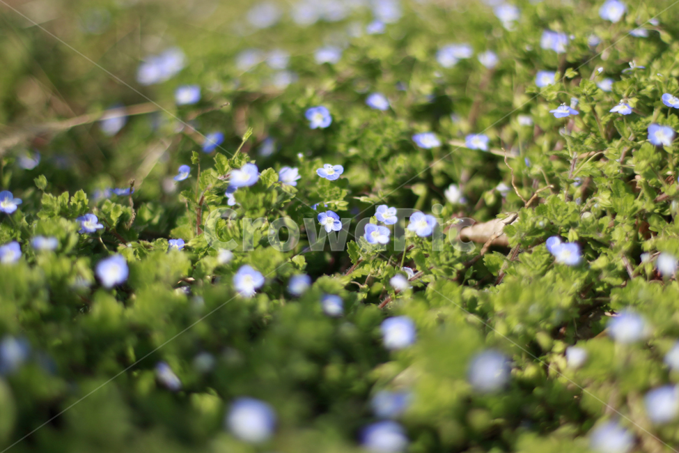 풀,봄,꽃,봄꽃,들꽃,초록,아웃포커스,식물,자연,식물,자연,plants,nature,꽃,flower