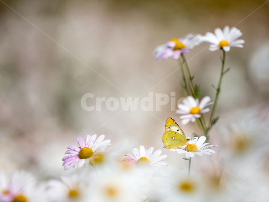 꽃과나비,구절초,노랑나비,봄,자연,봄,계절,spring,season,식물,자연,plants,nature,꽃,flower,동물,animal,곤충,벌레,insect,bug,blossom,daisy,데이지,daisies,plant