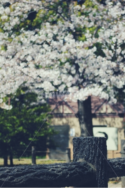 벚꽃,벚나무,cherryblossom,cherry,봄,spring,white,화이트,꽃,flower,봄,계절,spring,season,감성,sensible,feeling,plant,식물
