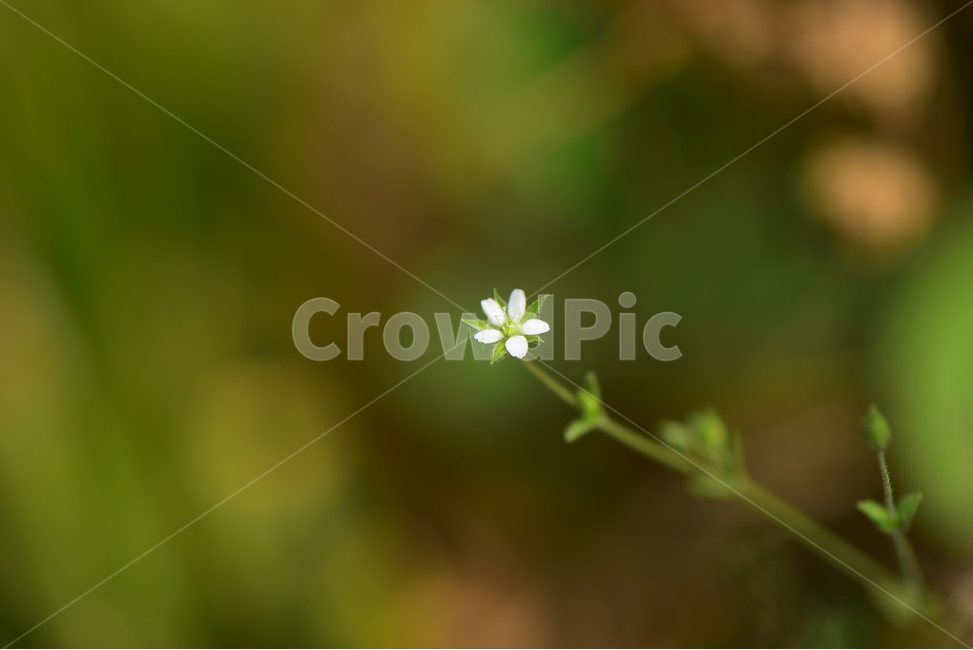 벼룩이자리,야생화,생태,식물,자연,꽃,힐링,플라워,wildflower,flower,plants,nature,season,감성,느낌,emotion,feeling,초본,식물,자연,plants,nature,꽃,flower