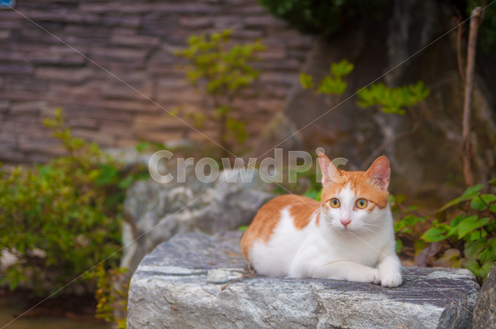 고양이,동물,길고양이,코리안숏헤어,코숏,냐옹이,cat,anima,straycat,koreanshorthair,동물,animal,포유류,mammal,고양이,cat,kitten,kitty
