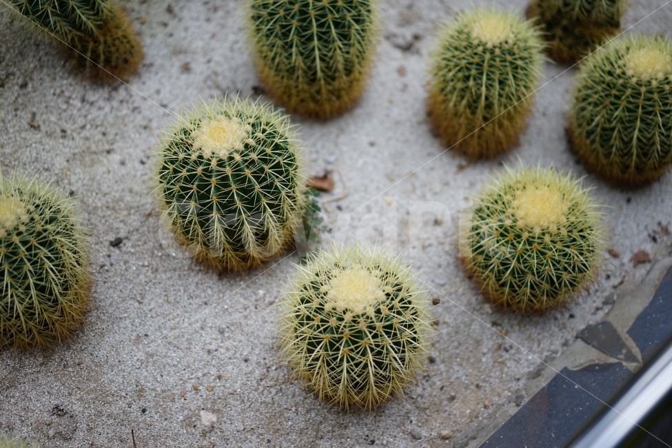 	선인장,식물,가시,생명,나무,사진,까시,녹색,식물사진,식물원,식물,자연,plants,nature