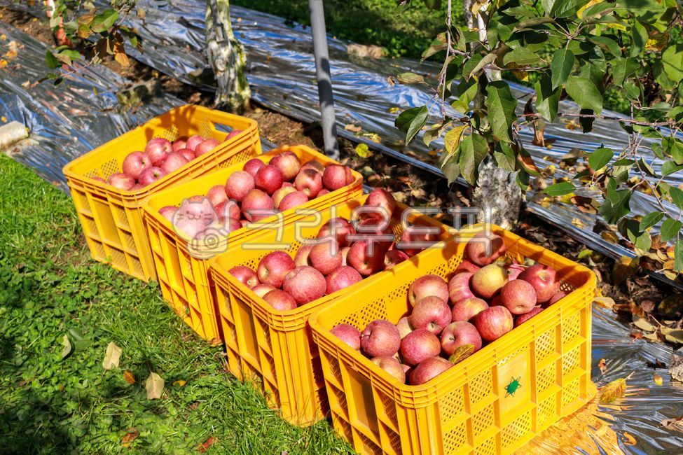 Apples,apple picking,apple box,orchard,apple orchard,apple harvest,apple picking experience