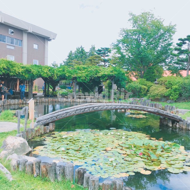 다리,연못,bridge,pond,풍경